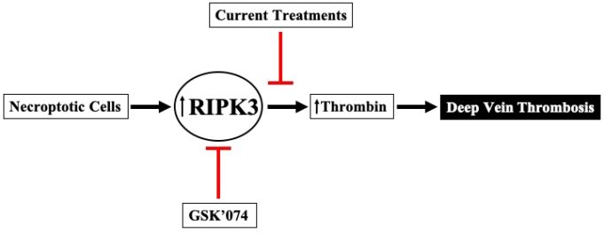 Resident Research Award: Extracellular vesicles enhance DVT via RIPK3