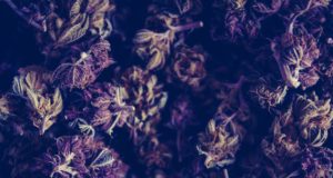 Cannabis use disorder linked to greater odds of perioperative myocardial infarction in vascular surgery patients