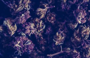 Cannabis use disorder linked to greater odds of perioperative myocardial infarction in vascular surgery patients