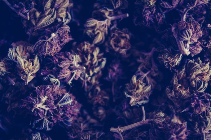 Cannabis use disorder linked to greater odds of perioperative myocardial infarction in vascular surgery patients