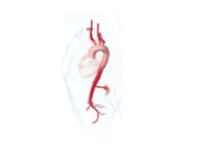EACTS and STS guidelines recognize aorta ‘as an organ in its own right’