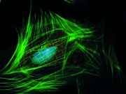 May Vascular Research Initiatives Conference program takes shape