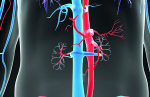 Survey suggests venous work less valued than arterial interventions