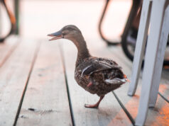 Government Grand Rounds: What happens next? The importance of the lame duck session for vascular surgeons