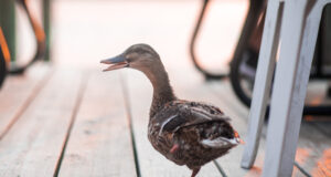 Government Grand Rounds: What happens next? The importance of the lame duck session for vascular surgeons