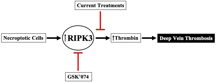 Resident Research Award: Extracellular vesicles enhance DVT via RIPK3