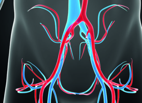 Less vain and more vein: Evaluating the perceptions of venous disease amongst the vascular surgery community