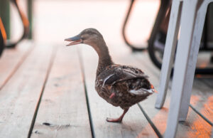 Government Grand Rounds: What happens next? The importance of the lame duck session for vascular surgeons